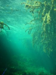 Rays of light coming through a forest of mangrove roots by Jared Fuller 